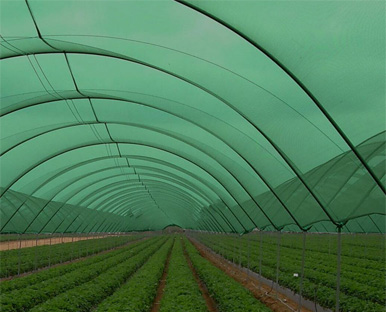 Shade Net
